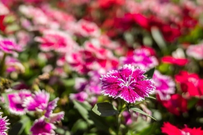 How To Step Up Your Floral Game At Home 1 Floral Game At Home